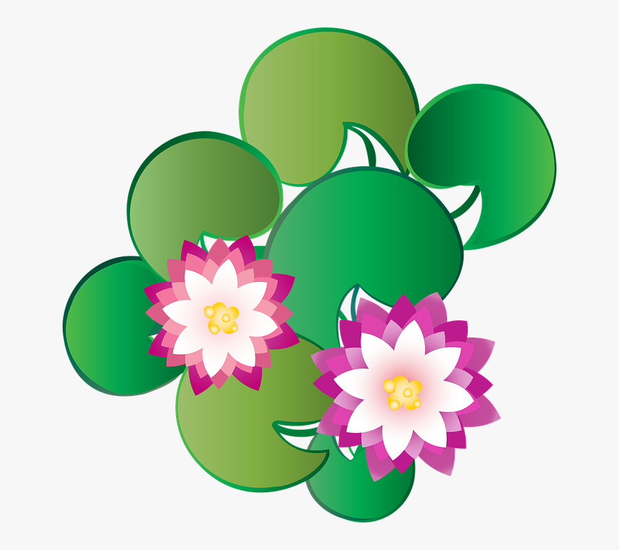 Graphic, Lotus, Kashmir, Flower, Water, Dal Lake - Water Lily, Transparent Clipart