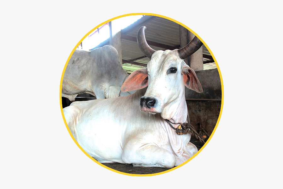 Indian Cow Images Hd Download, Transparent Clipart