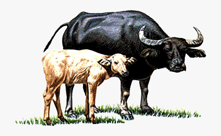 Water Buffalo Cattle Calf You Have Two Cows - Buffalo And Calf Clipart, Transparent Clipart