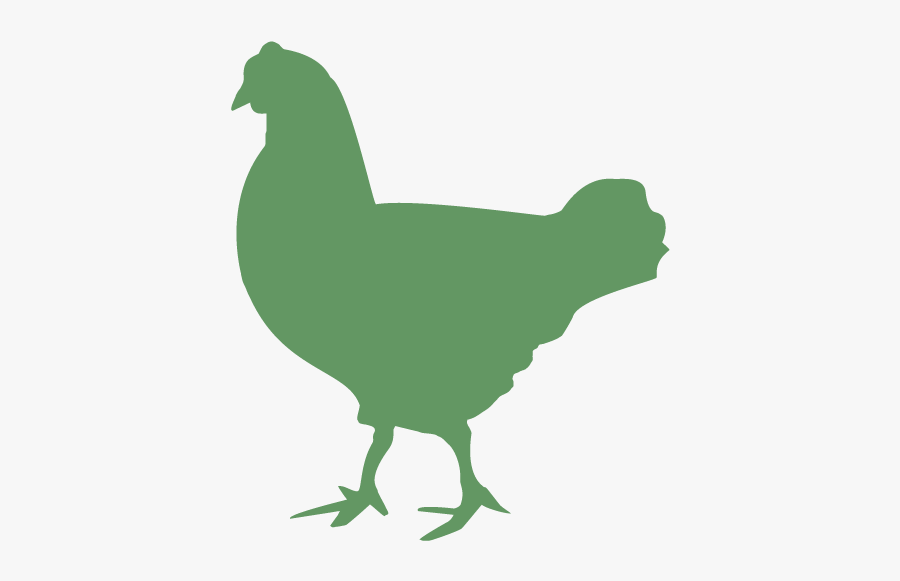 Rooster Chicken Duck Cattle Broiler - Hummingbird Characteristics, Transparent Clipart