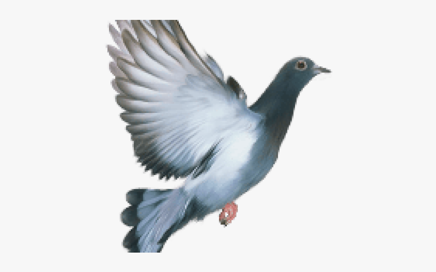 Pigeon Clipart Kabutar - Pigeon Pics For Drawing, Transparent Clipart