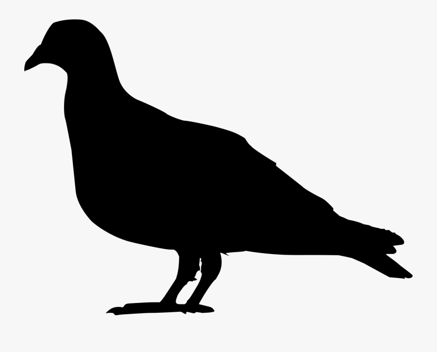 Domestic Pigeon Columbidae Squab Clip Art - Pigeon Silhouette Clip Art, Transparent Clipart