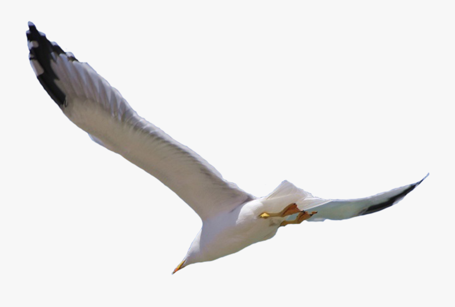 Bird Flight Wing - Bird Flying White Background, Transparent Clipart