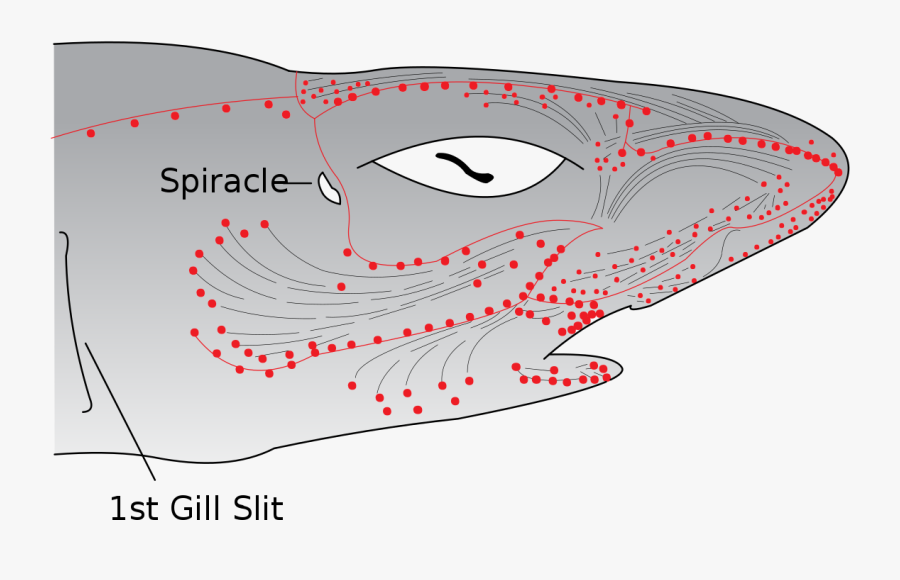 Lorenzini Ampullae, Transparent Clipart