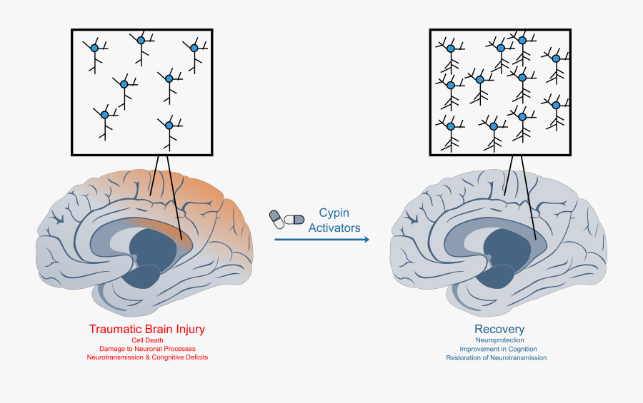 Learning Brain Vs Survival Brain, Transparent Clipart