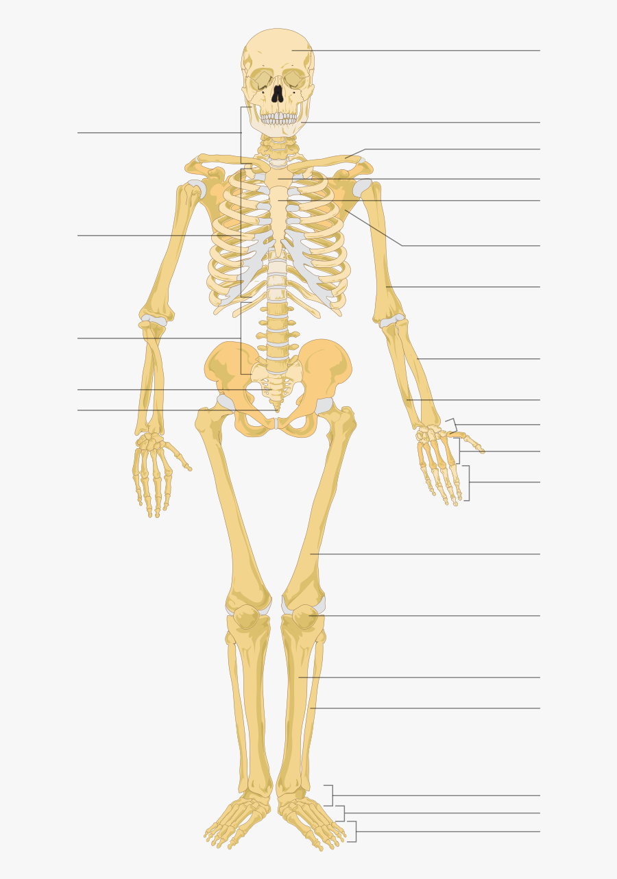 Transparent Skeletons Png - Structure Of Human Skeleton, Transparent Clipart