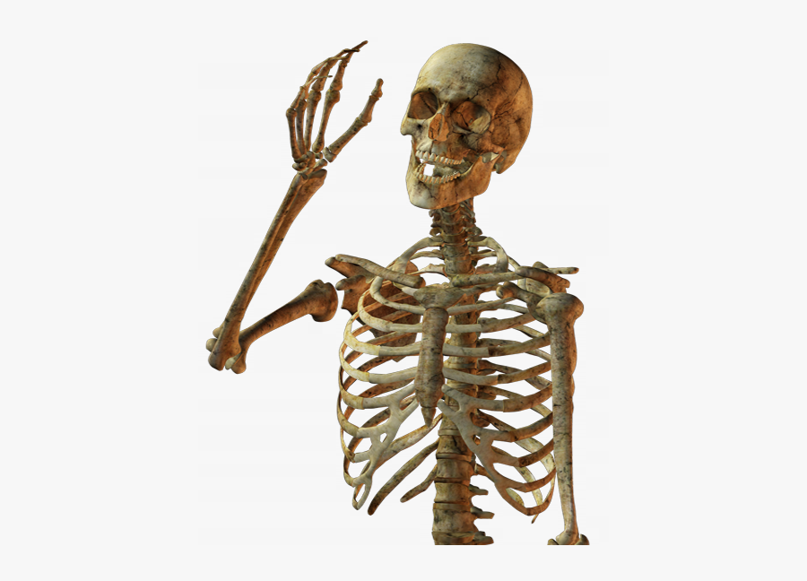 Картинка фон скелет. Скелет. Скелет на прозрачном фоне. Скелет на белом фоне. Скелет человека на прозрачном фоне.