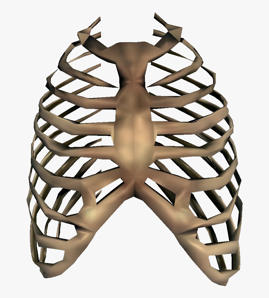 Collection Of Free Bone Drawing Rib Cage Download On - Rib Cage Transparent, Transparent Clipart