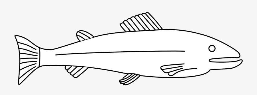 Fish Marine Life Water Free Picture - Outline Of A Fish, Transparent Clipart