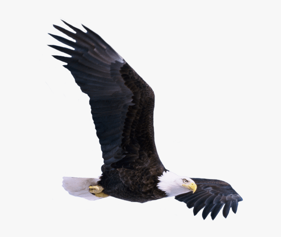 Transparent Eagle Flying Png - Bird Png For Picsart, Transparent Clipart