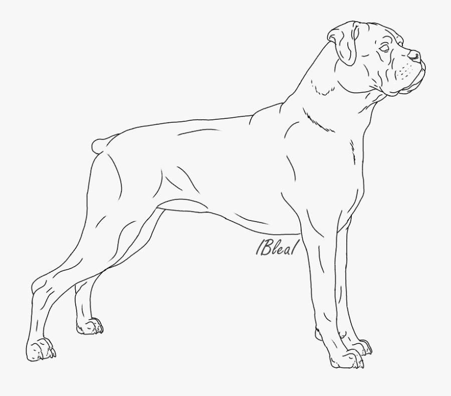 Boxer Dogs Lineart - Boxer Lineart , Free Transparent Clipart - ClipartKey