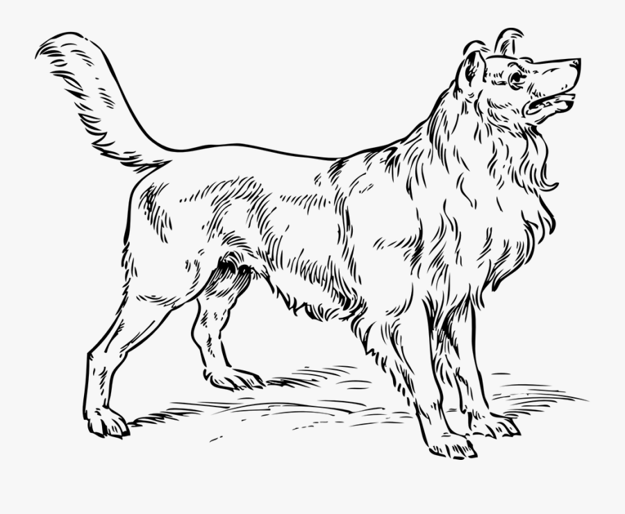 Collie Dog Coloring Pages, Transparent Clipart