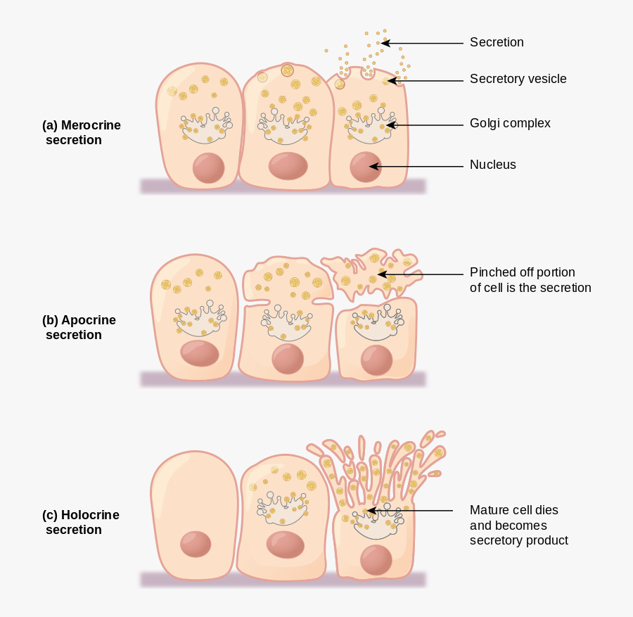 Transparent Epithelial Tissue Clipart - Types Of Secretion Glands, Transparent Clipart