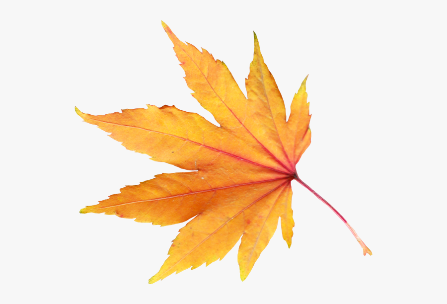 Autumn Leaves Png, Transparent Clipart