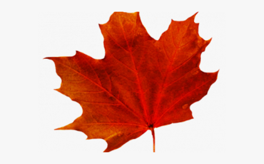 Maple Leaf Clipart Transparent Background - Transparent Background Fall Leaf Clipart, Transparent Clipart