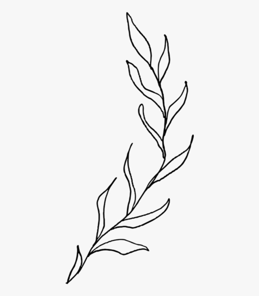 #plant #plants #overlay #doddle #black #white #simple - Aesthetic Plant Line Drawing, Transparent Clipart