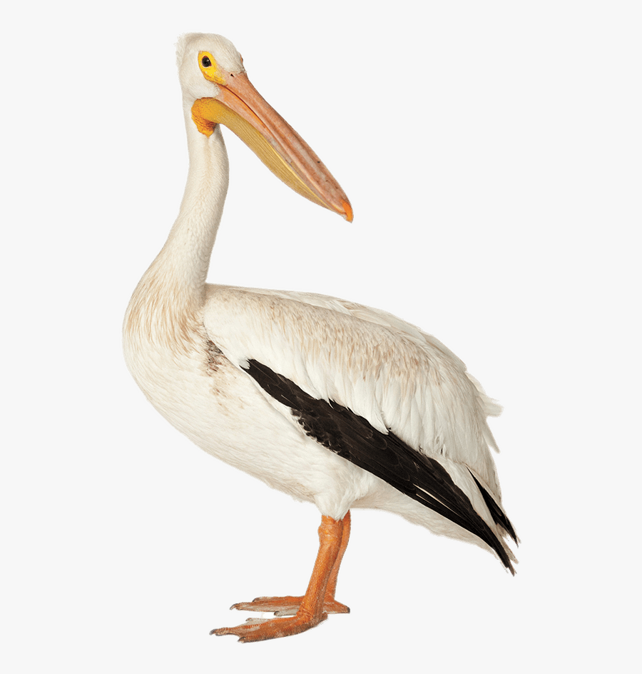 Bird Brown Pelican American White Pelican Deepwater - Pelicanos Png, Transparent Clipart