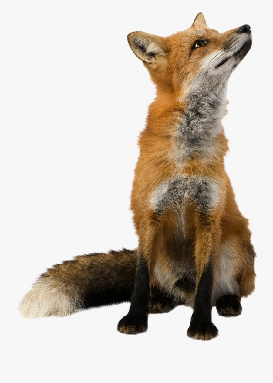 Fox Other Side Png - Fox Png, Transparent Clipart