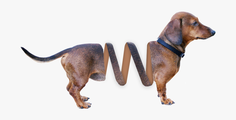 Dachshund Slinky Dog Toy Story, Transparent Clipart