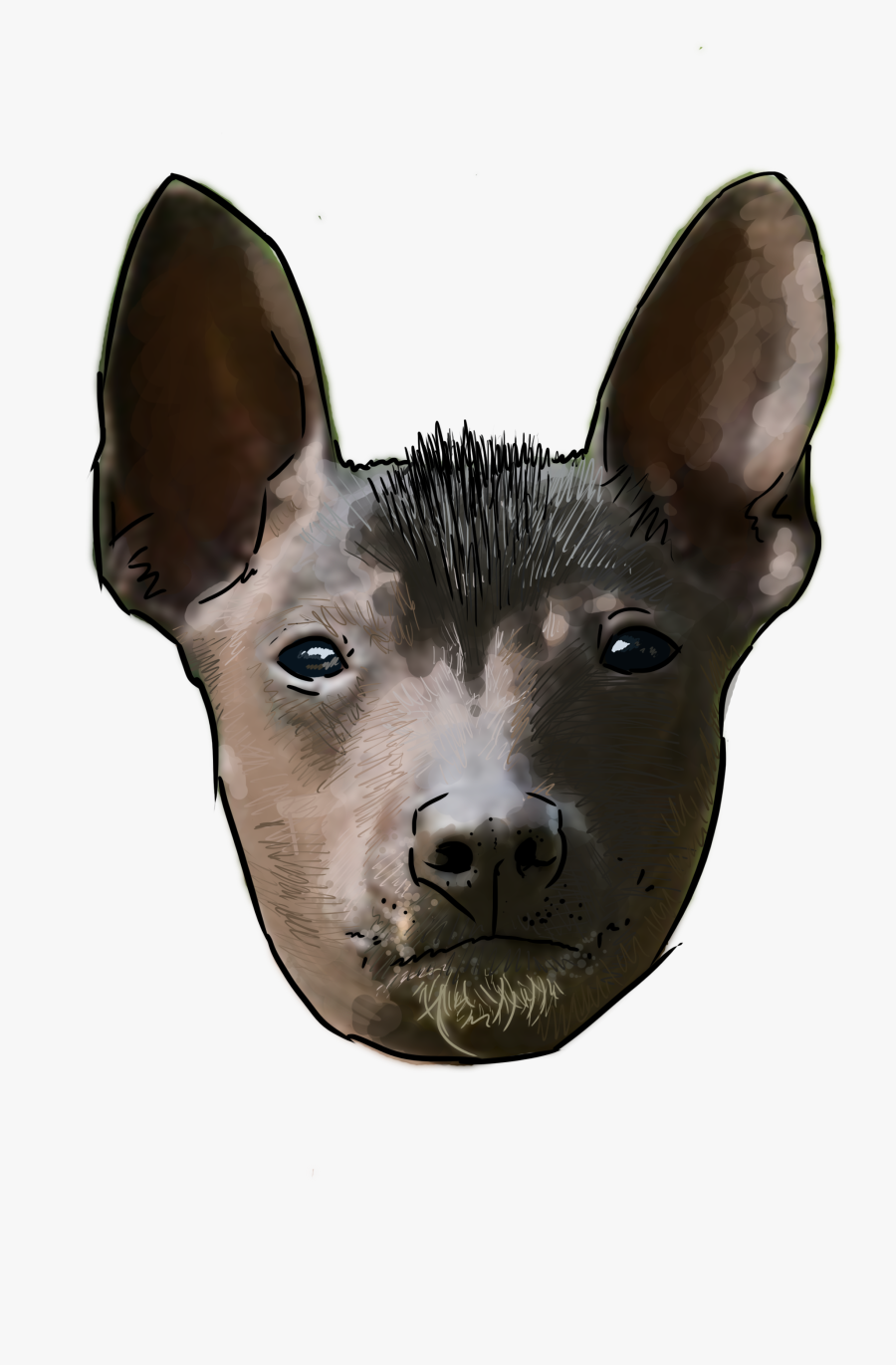 Xolo Dog Png - Peruvian Hairless Dog, Transparent Clipart