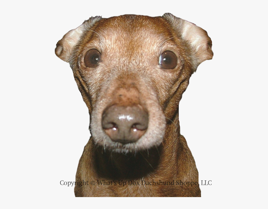 Charlie Says "i"m Listeningor Not - Companion Dog, Transparent Clipart