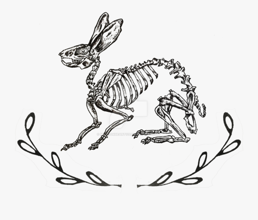 Rabbits Drawing Skeleton - Rabbit Skeleton, Transparent Clipart