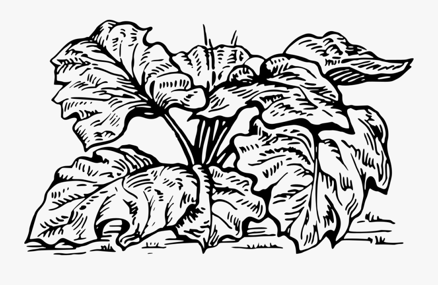 Rhubarb - Rhubarb Black And White, Transparent Clipart