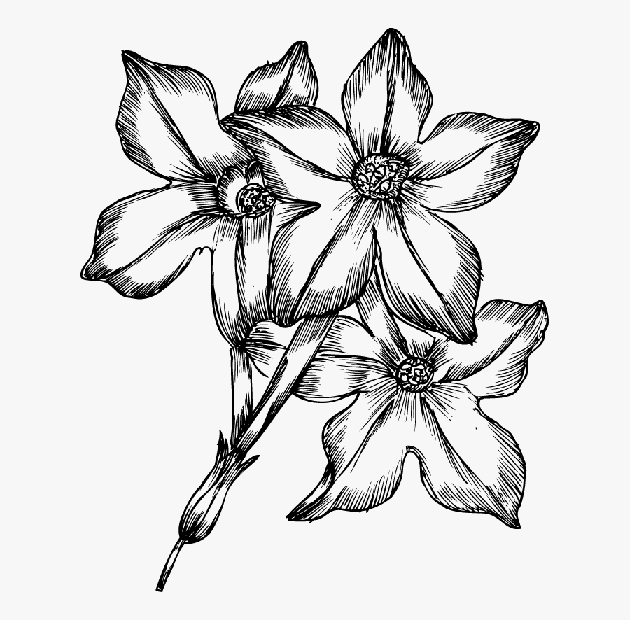 Pictures To Draw Flowers - Best Flower To Draw, Transparent Clipart