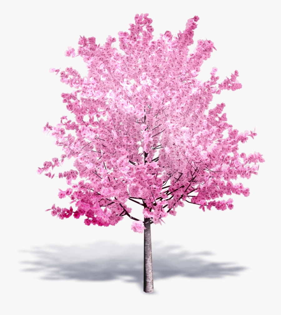 Transparent Cherry Blossom Tree Png - Tree 3d Free Cherry Blossom, Transparent Clipart