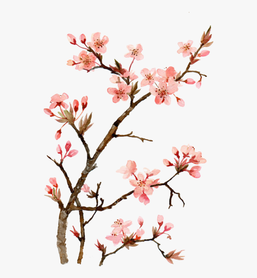 Twig Drawing Cherry Blossom - Japanese Watercolor Cherry Blossom Flower