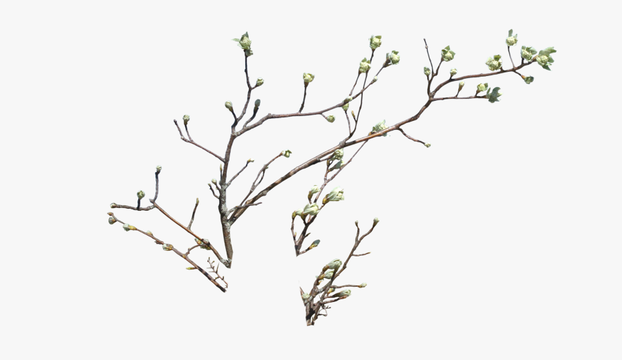 #twigs #leaves - Branches And Flowers Png, Transparent Clipart