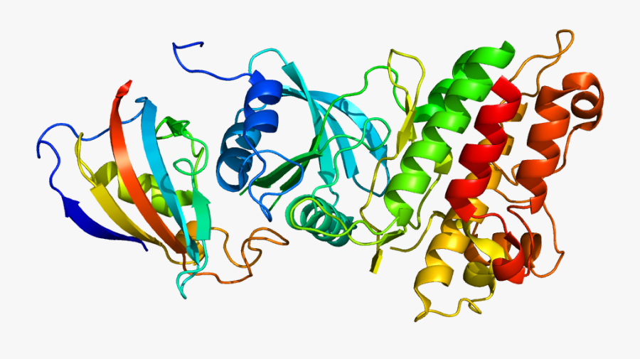 Fibrodysplasia Ossificans Progressiva Protein - Acvr1 Protein, Transparent Clipart
