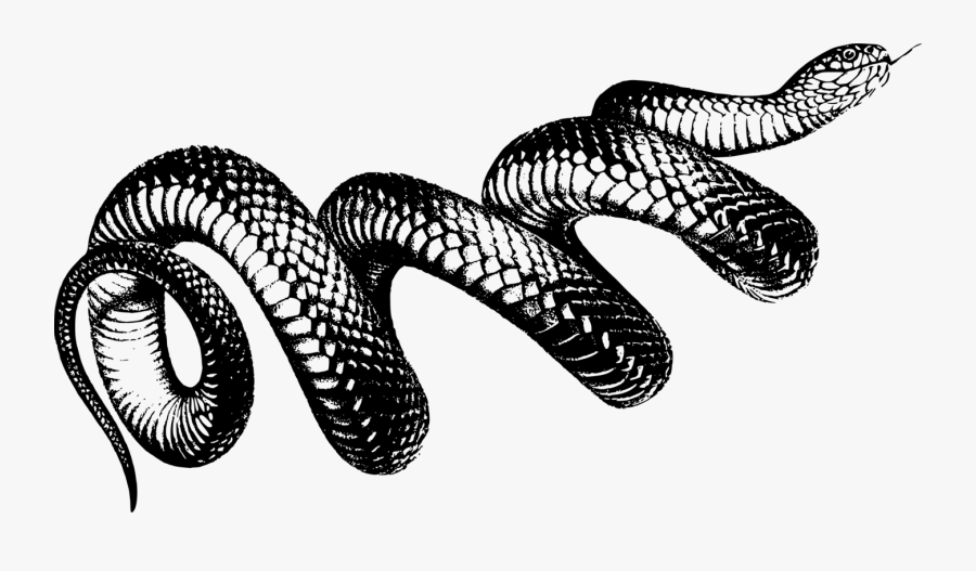 snake art png transparent transparent background snake png free transparent clipart clipartkey snake art png transparent transparent