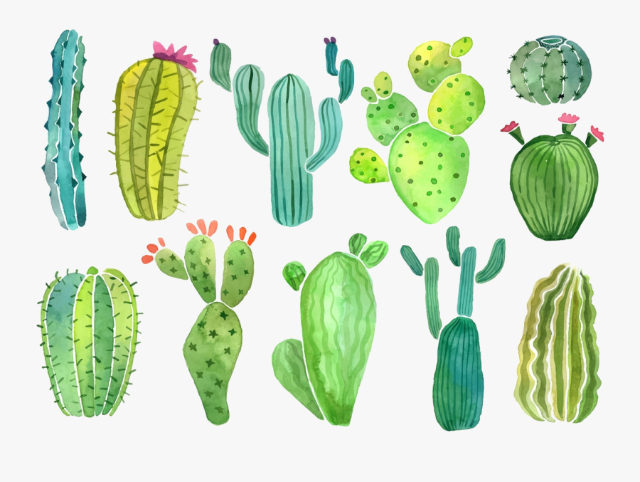 Cactus Clip Art Clipart Photo Transparent Png - Cactus And Succulent ...