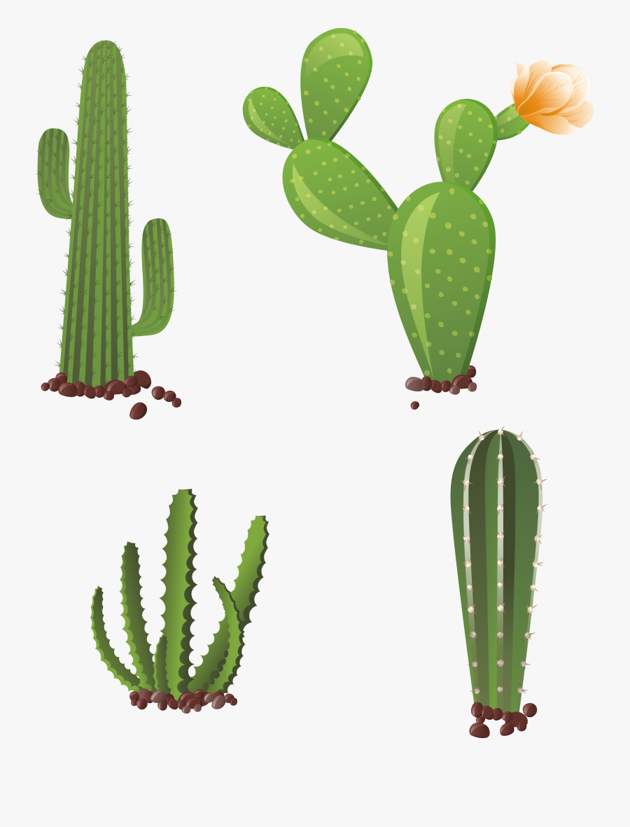 Cactaceae Clip Art Hand - Cactus Types, Transparent Clipart