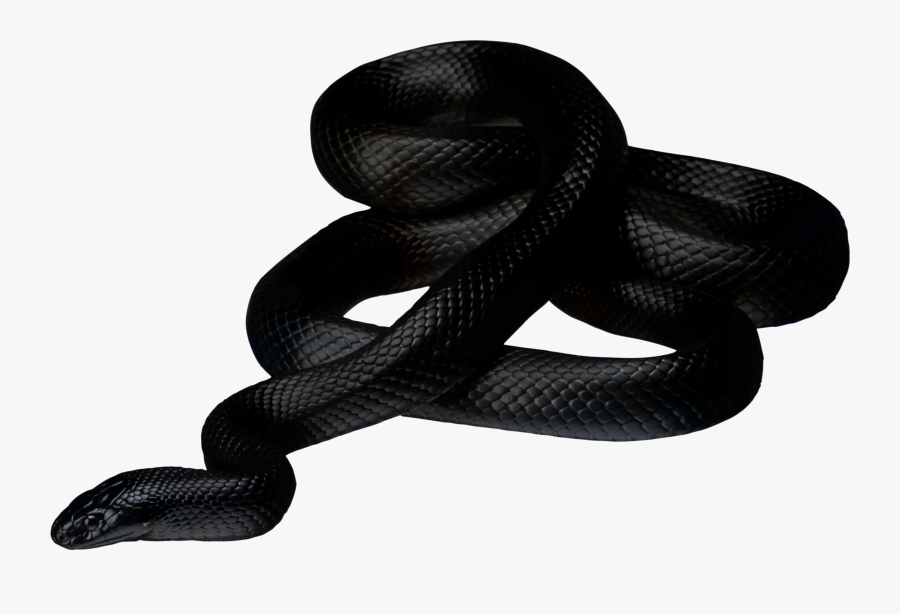 Black Snake No Background, Transparent Clipart