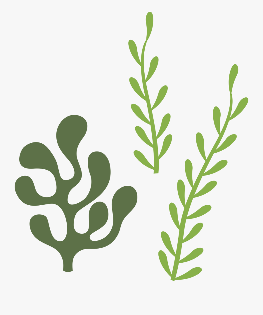 Download Transparent Seaweed Clipart - Seaweed Svg Free , Free ...