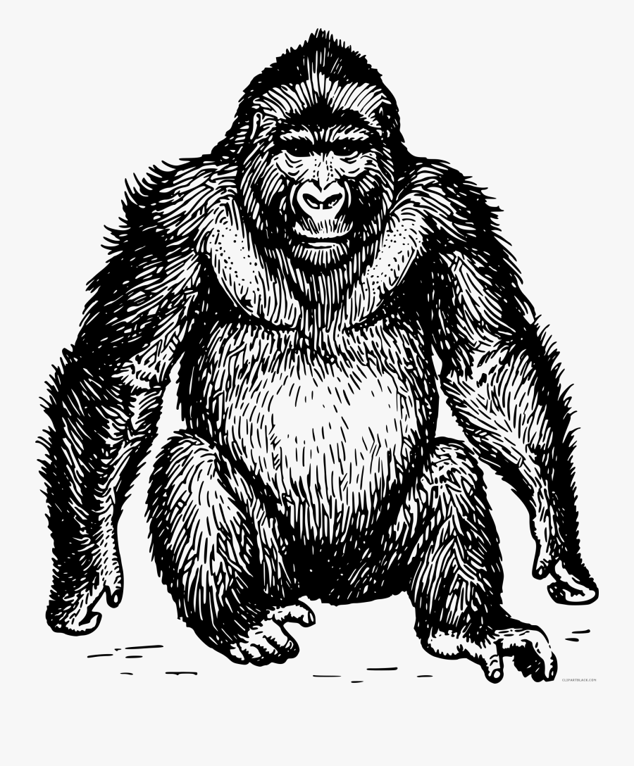 Mountain Gorilla Clipart - Ape Black And White, Transparent Clipart