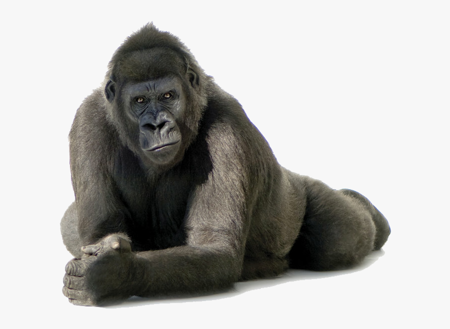 Download Gorilla Png Transparent Images Transparent - Gorilla Png, Transparent Clipart