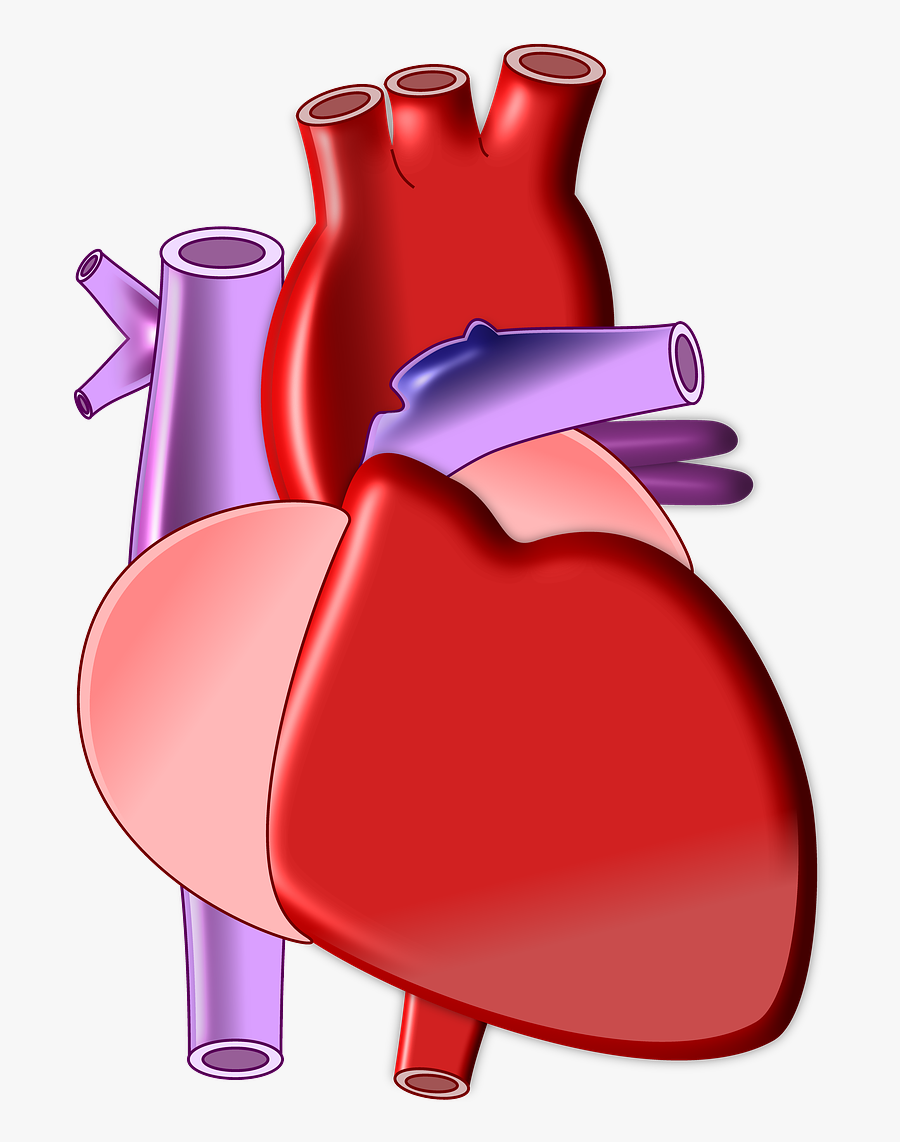 Clipart Real Heart - Heart Organ Transparent Background, Transparent Clipart