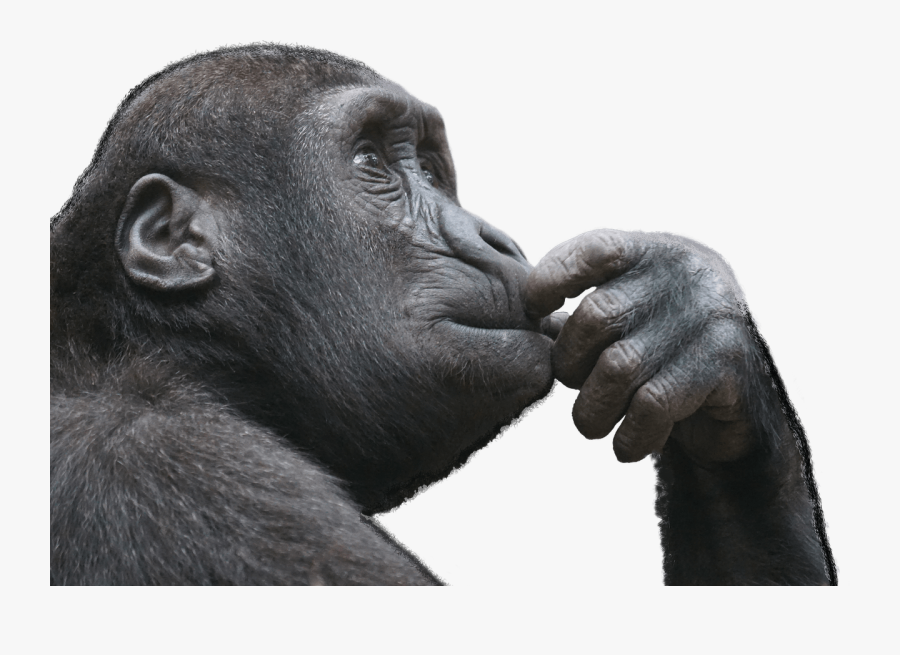 Gorilas Png, Transparent Clipart