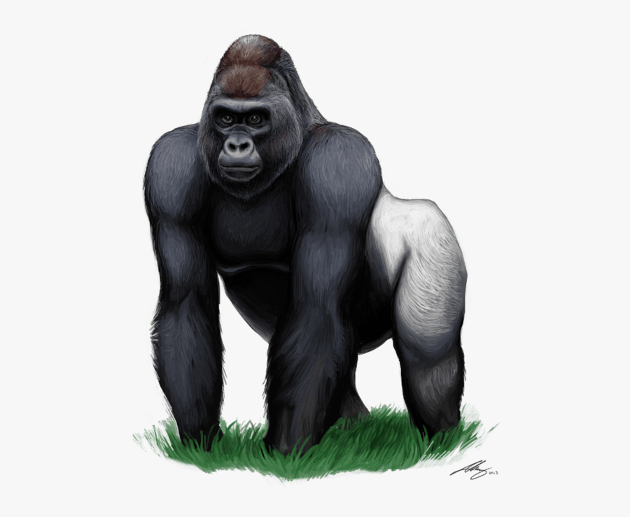 Gorilla Png Clipart , Png Download - Western Lowland Gorilla Cartoon, Transparent Clipart