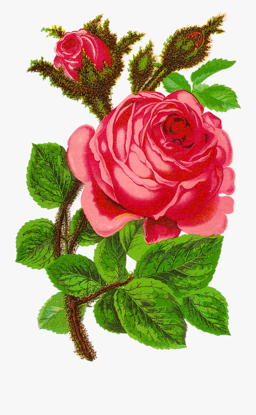 Rose Flower Clip Art Floral Craft Supply Digital Download - Flower Rose, Transparent Clipart