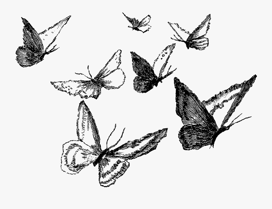 Clipart Black And White Ankle Drawing Pencil - Butterfly Pencil Drawing Png, Transparent Clipart