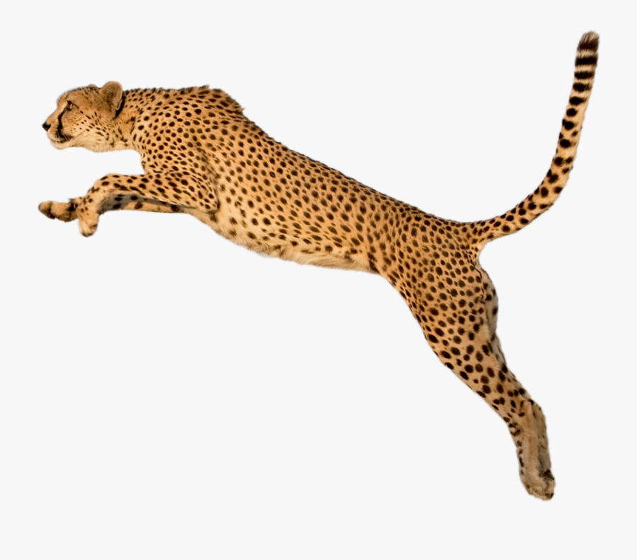 Cheetah Clipart, Transparent Clipart