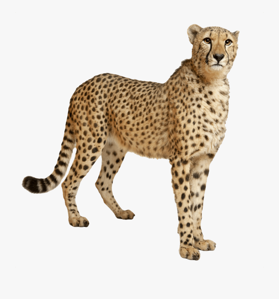 Cheetah Still Transparent Stick Clip Art - Cheetah Transparent, Transparent Clipart