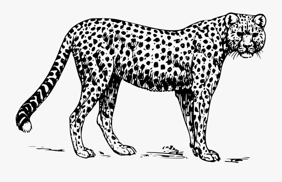 Cheetah - Cheetah Images Black And White, Transparent Clipart