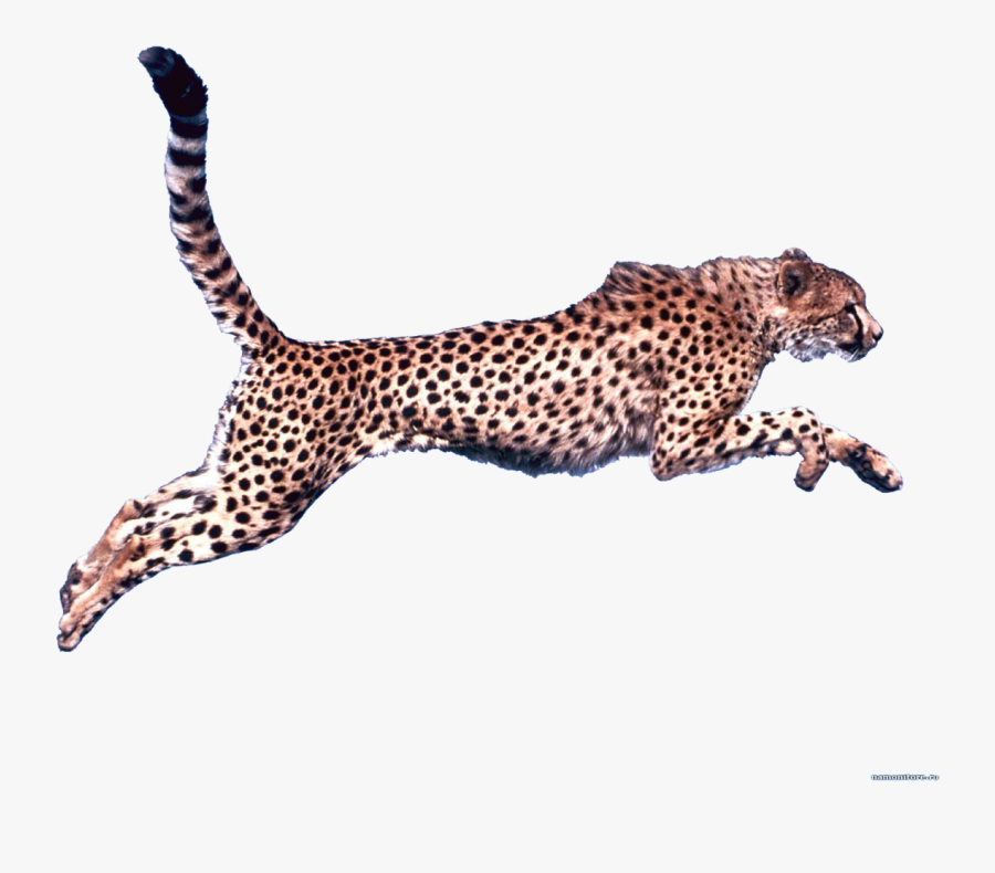 Cheetah Clip Art - Transparent Background Cheetah Png, Transparent Clipart