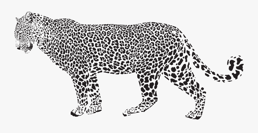 Snow Leopard Cheetah Clip Art - Leopard Black And White, Transparent Clipart