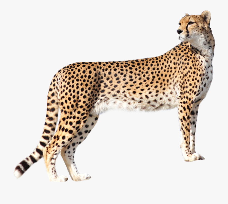 Clip Art Image Purepng Free Transparent - Cheetah Png, Transparent Clipart